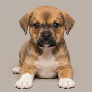 A brown and tan puppy with white paws sitting on a neutral grey background.