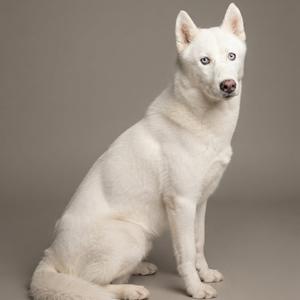A white dog with blue eyes sitting on a gray background.