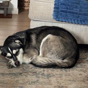 Chanel, Husky, young, available for adoption