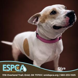 Diya, Terrier, Staffordshire Bull, adult, available for adoption