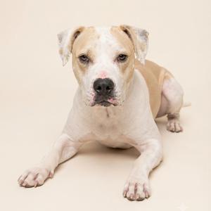 A light-colored dog with a white and tan coat, lying down on a plain background.
