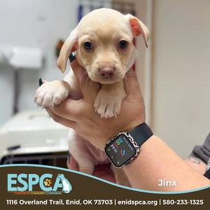 Jinx, Chihuahua, Short Coat, available for adoption