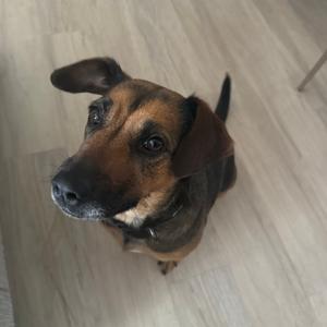 A brown and black dog looking up at the camera on a wooden floor.