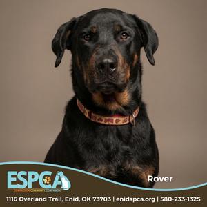 A black and tan Rottweiler dog with a brown collar, looking directly at the camera. The dog is named Rover and is associated with the ESPCA, a pet adoption organization in Enid, Oklahoma.