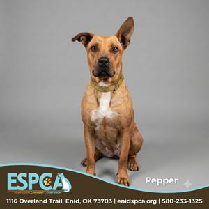 A brown dog with a white chest and a green collar sits on a gray background. The text at the bottom of the image reads "ESPCA" and includes contact information and a website address.