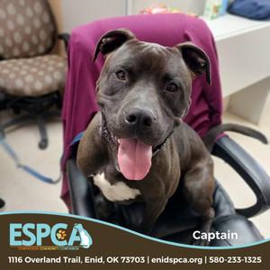 Captain, Terrier, American Staffordshire, adult, available for adoption