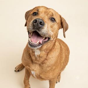 A brown dog with floppy ears and a happy expression, sitting on a plain background.