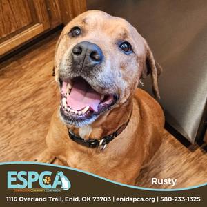 Rusty, Retriever, Labrador, adult, available for adoption