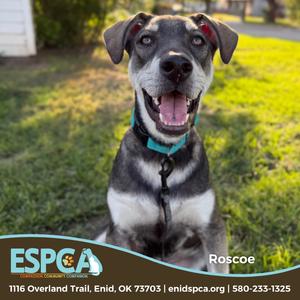 Roscoe, Shepherd, young, available for adoption