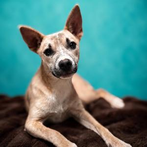 Cheryl T., Carolina Dog, young, available for adoption