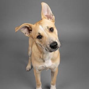 A light brown dog with white markings on its chest and paws, standing against a gray background.