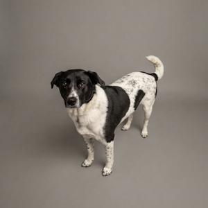 A black and white dog standing on a gray background