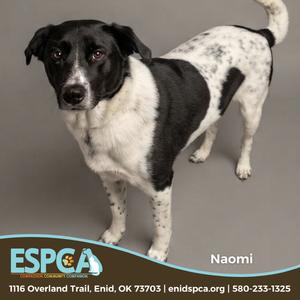 Naomi Judd, Collie, Border, adult, available for adoption