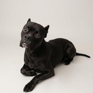 A black dog lying down on a white background.