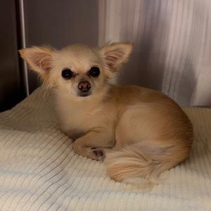 Jelly Bean, Chihuahua, Long Coat, adult, available for adoption