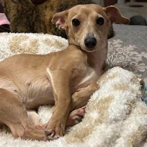 Mia, Chihuahua, Short Coat, adult, available for adoption