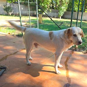 Benny, Pyrenees, Great, young, available for adoption