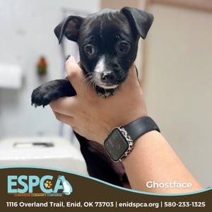 A small black puppy with white markings on its face and chest is being held in a person's hand. The person is wearing a black watch with a square face. The background is a light-colored room with a white appliance. The image has a logo for the Espanola Society for the Prevention of Cruelty to Animals (ESPCA) and contact information at the bottom.