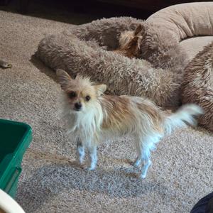 Sawyer, Chihuahua, Long Coat, young, available for adoption