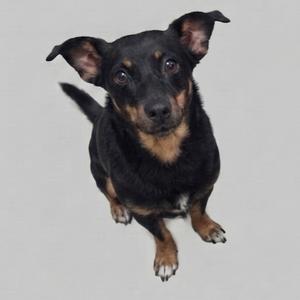 A black and tan dog with perked ears sitting on a light gray background.