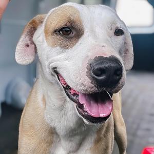 Summit, Terrier, young, available for adoption