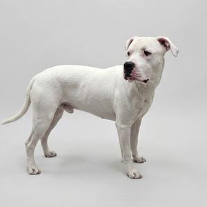 A white dog standing on a plain gray background.