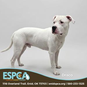 A white dog standing on a gray background