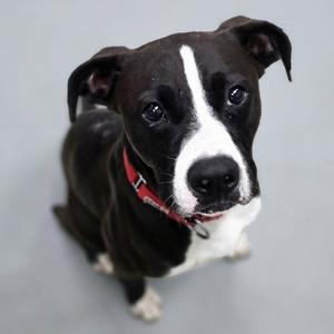 A black and white dog wearing a red collar looking up at the camera.