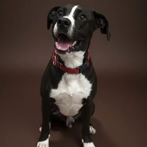 A black and white dog with a red collar sitting against a brown background.
