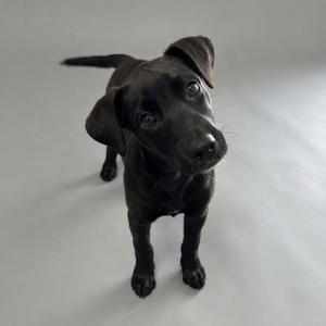 A black dog standing on a white surface, looking up at the camera.