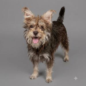 A small, scruffy terrier-mix dog with brown fur standing and smiling at the camera against a plain grey background.