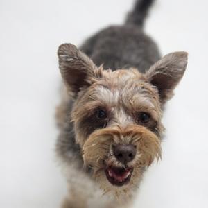 A close-up of a small dog with a scruffy coat, looking up with its mouth open, against a white background.