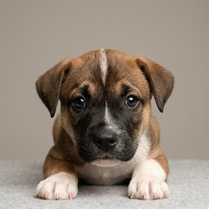 A close-up photograph of a young, brown and white puppy sitting on a textured grey surface against a solid light-grey background.