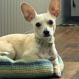 A small white dog with large ears is lying on a colorful crocheted blanket. The dog is wearing a green collar and looking directly at the camera. The background shows a wooden floor and a wall with vertical lines.