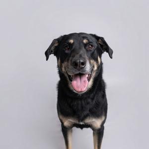 A black and tan dog with a happy expression, standing against a gray background.