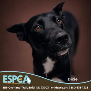 A black dog named Dixie with brown eyes and a white patch on its chest against a brown background.