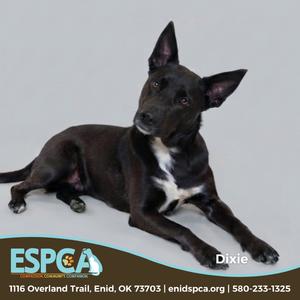 A black dog with a white chest lying down on a gray background. The dog has pointed ears and is looking towards the camera. The image includes text at the bottom with the E.S.P.C.A. logo, address, website, and phone number.