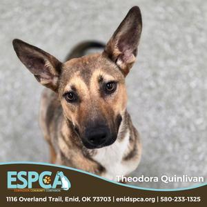 Theodora Quinlivan, Carolina Dog, young, available for adoption