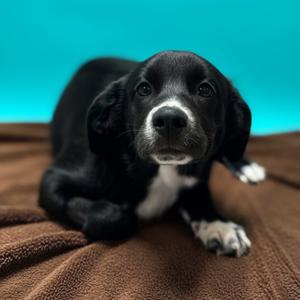 A small, black puppy with white markings on its chest and paws lying on a brown blanket against a teal background.