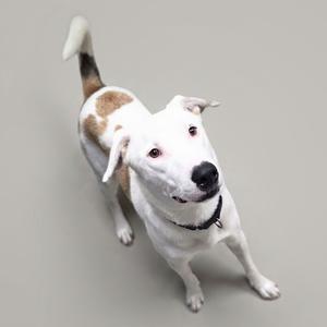 A white and brown dog looking up at the camera on a plain background.