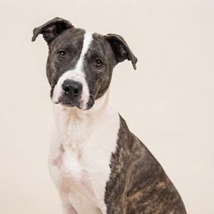 A brindle and white dog with a black muzzle and ears, sitting and looking at the camera.