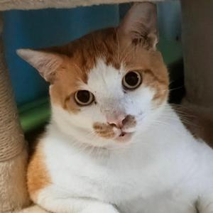 Gonzo, adult, available for adoption