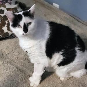 Ravadoll, senior, available for adoption