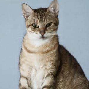 A tabby cat with a white chest and face, sitting against a light blue background.