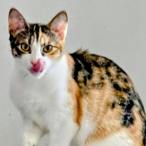 Cleopatra, adult, available for adoption