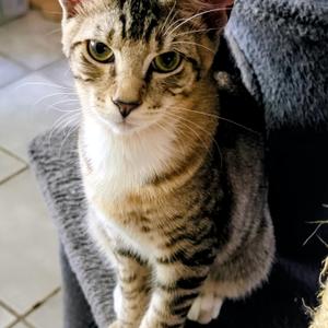 Scooter, kitten, available for adoption