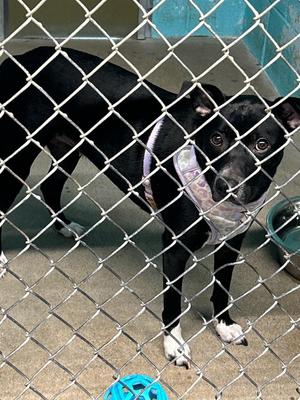 Angel, Labrador Retriever / Whippet, young, available for adoption