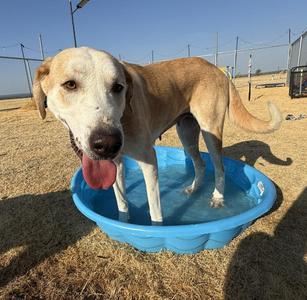 Poppy, Great Pyrenees / Labrador Retriever, young, available for adoption