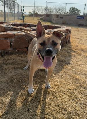 A brown and black dog with perked ears and a pink tongue sticking out, standing on dry grass in an outdoor setting with a stone structure and a fence in the background.