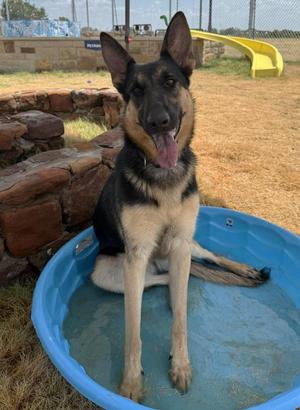 Freya, German Shepherd Dog, young, available for adoption